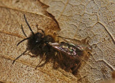 Andrena bicolor / Zweifarbige Sandbiene (Mnnchen)