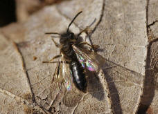 Andrena bicolor / Zweifarbige Sandbiene (Mnnchen)