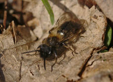 Andrena bicolor / Zweifarbige Sandbiene (Mnnchen)