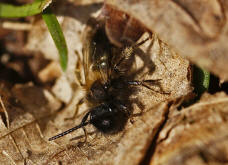 Andrena bicolor / Zweifarbige Sandbiene (Mnnchen)