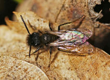 Andrena bicolor / Zweifarbige Sandbiene (Mnnchen)