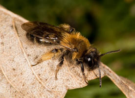 Andrena bicolor / Zweifarbige Sandbiene