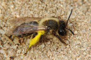 Andrena carantonica / Gesellige Sandbiene / Andreninae (Sandbienenartige) / Hautflgler - Hymenoptera