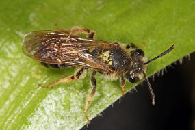 Andrena (Notandrena) chrysosceles / Gelbbeinige Kiel-Sandbiene / Andrenidae (Sandbienenartige) / Hautflgler - Hymenoptera