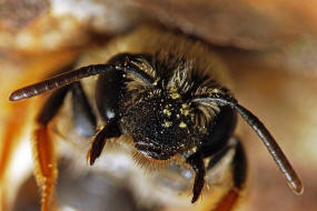 Andrena (Notandrena) chrysosceles / Gelbbeinige Kiel-Sandbiene / Andrenidae (Sandbienenartige) / Hautflgler - Hymenoptera