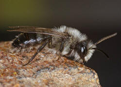 Andrena cineraria / Grauschwarze Dstersandbiene / Andreninae (Sandbienenartige)