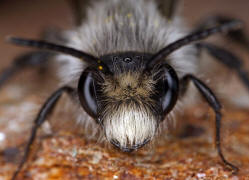 Andrena cineraria / Grauschwarze Dstersandbiene / Andreninae (Sandbienenartige)