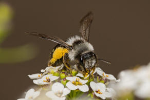 Andrena cineraria / Grauschwarze Dstersandbiene / Andreninae (Sandbienenartige)