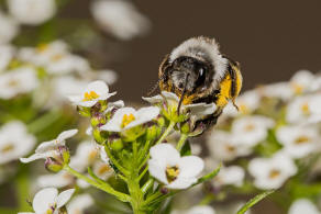 Andrena cineraria / Grauschwarze Dstersandbiene / Andreninae (Sandbienenartige)