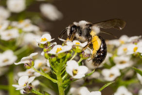 Andrena cineraria / Grauschwarze Dstersandbiene / Andreninae (Sandbienenartige)