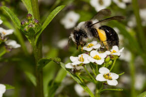 Andrena cineraria / Grauschwarze Dstersandbiene / Andreninae (Sandbienenartige)