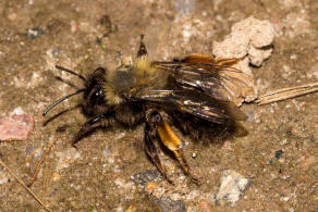 Andrena clarkella / Rotbeinige Lockensandbiene / Andrenidae (Sandbienenartige) / Hautflgler - Hymenoptera