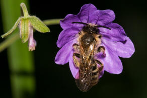 Andrena (Lepidandrena) curvungula / Braune Schuppensandbiene / Andrenidae (Sandbienenartige) / Hautflgler - Hymenoptera