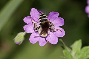 Andrena (Lepidandrena) curvungula / Braune Schuppensandbiene / Andrenidae (Sandbienenartige) / Hautflgler - Hymenoptera