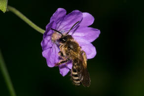 Andrena (Lepidandrena) curvungula / Braune Schuppensandbiene / Andrenidae (Sandbienenartige) / Hautflgler - Hymenoptera