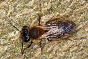 Andrena fucata / Wald-Lockensandbiene / Andreninae (Sandbienenartige) / Hautflgler - Hymenoptera