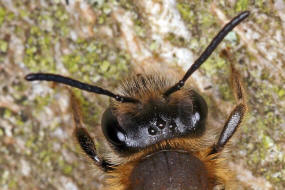 Andrena fucata / Wald-Lockensandbiene / Andreninae (Sandbienenartige) / Hautflgler - Hymenoptera