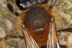 Andrena fucata / Wald-Lockensandbiene / Andreninae (Sandbienenartige) / Hautflgler - Hymenoptera