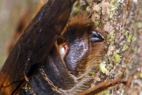 Andrena fucata / Wald-Lockensandbiene / Andreninae (Sandbienenartige) / Hautflgler - Hymenoptera