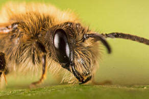 Andrena fuscipes / Heidekraut-Herbstsandbiene / Andrenidae (Sandbienenartige) / Hautflgler - Hymenoptera