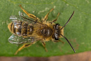 Andrena fuscipes / Heidekraut-Herbstsandbiene / Andrenidae (Sandbienenartige) / Hautflgler - Hymenoptera