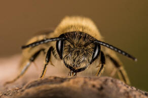 Andrena fuscipes / Heidekraut-Herbstsandbiene / Andrenidae (Sandbienenartige) / Hautflgler - Hymenoptera