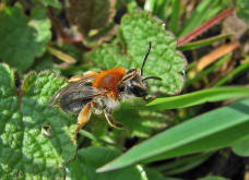 Andrena haemorrhoa / Rotschopfige Sandbiene / Andreninae (Sandbienenartige) - Weibchen