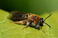 Andrena haemorrhoa / Rotschopfige Sandbiene / Andreninae (Sandbienenartige) - Weibchen