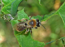 Andrena haemorrhoa / Rotschopfige Sandbiene / Andreninae (Sandbienenartige) - Weibchen