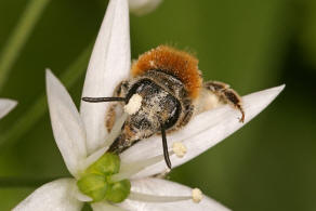 Andrena haemorrhoa / Rotschopfige Sandbiene / Andreninae (Sandbienenartige)