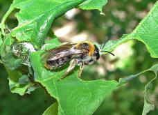 Andrena haemorrhoa / Rotschopfige Sandbiene / Andreninae (Sandbienenartige) - Weibchen