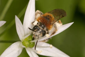 Andrena haemorrhoa / Rotschopfige Sandbiene / Andreninae (Sandbienenartige)