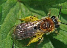 Andrena haemorrhoa / Rotschopfige Sandbiene / Andreninae (Sandbienenartige) - Weibchen