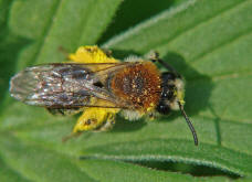 Andrena haemorrhoa / Rotschopfige Sandbiene / Andreninae (Sandbienenartige) - Weibchen