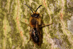 Andrena haemorrhoa / Rotschopfige Sandbiene / Andreninae (Sandbienenartige) - Männchen