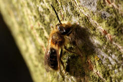 Andrena haemorrhoa / Rotschopfige Sandbiene / Andreninae (Sandbienenartige) - Männchen