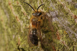 Andrena haemorrhoa / Rotschopfige Sandbiene / Andreninae (Sandbienenartige) - Männchen