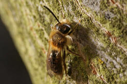 Andrena haemorrhoa / Rotschopfige Sandbiene / Andreninae (Sandbienenartige) - Männchen