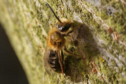 Andrena haemorrhoa / Rotschopfige Sandbiene / Andreninae (Sandbienenartige) - Männchen