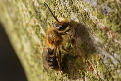 Andrena haemorrhoa / Rotschopfige Sandbiene / Andreninae (Sandbienenartige) - Mnnchen