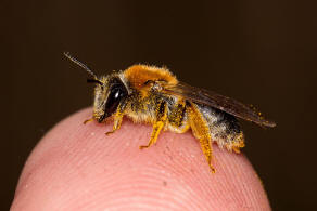 Andrena haemorrhoa / Rotschopfige Sandbiene / Andreninae (Sandbienenartige) - Weibchen