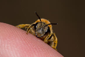 Andrena haemorrhoa / Rotschopfige Sandbiene / Andreninae (Sandbienenartige) - Weibchen