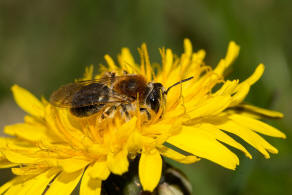 Andrena haemorrhoa / Rotschopfige Sandbiene / Andreninae (Sandbienenartige) - Weibchen