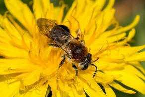 Andrena haemorrhoa / Rotschopfige Sandbiene / Andreninae (Sandbienenartige) - Weibchen