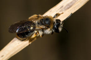 Andrena haemorrhoa / Rotschopfige Sandbiene / Andreninae (Sandbienenartige) - Weibchen