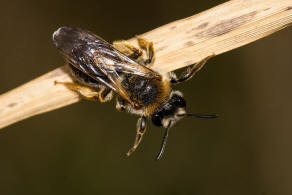 Andrena haemorrhoa / Rotschopfige Sandbiene / Andreninae (Sandbienenartige) - Weibchen