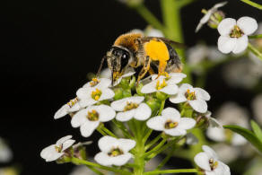 Andrena haemorrhoa / Rotschopfige Sandbiene / Andreninae (Sandbienenartige)