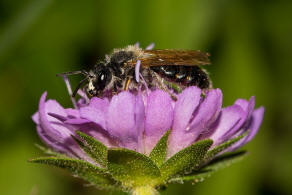 Andrena hattorfiana / Knautien-Sandbiene / Andrenidae (Sandbienenartige) / Hautflgler - Hymenoptera