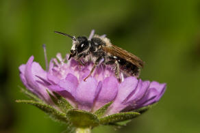 Andrena hattorfiana / Knautien-Sandbiene / Andrenidae (Sandbienenartige) / Hautflgler - Hymenoptera