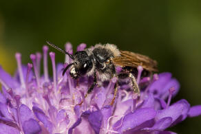 Andrena hattorfiana / Knautien-Sandbiene / Andrenidae (Sandbienenartige) / Hautflgler - Hymenoptera